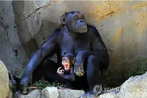 Carl Sagan Was Wrong, Chimpanzees Cannot Learn Sign Language