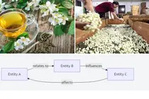 Scentless Tea and Ineffective Medicine: The Hidden Conditions of 