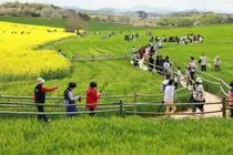 A Sea of Emerald: Why Gochang is This Spring’s Essential Travel Mecca