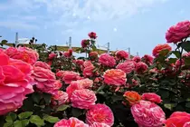 Beyond Cheese: Why Imsil’s Romantic Rose Festival Is This Spring’s Must-Visit Destination