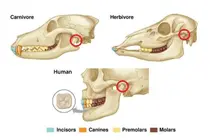 What Your Mouth, Jaw and Teeth Say You Should Eat