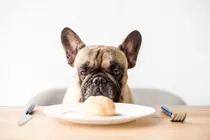 From Saliva to Gut: How Human Anatomy Differs from Dogs and Lions