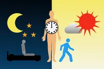 Как контролировать сахар в крови: достаточно ли просто сократить рис? Оказалось, важен и час отхода ко сну