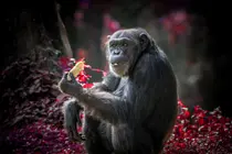 Depuis quand l’humanité mange-t-elle de la viande ? Quand l’ère glaciaire bouleverse une alimentation ancestrale