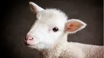 La viande achetée chez le boucher peut-on la manger tout de suite ?… Pourquoi la « diète paléolithique » pose problème