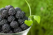 Managing Blood Sugar Without Sacrificing Nutrition: The Best Low-Sugar Summer Fruits