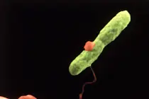 50 Years After Its Discovery, Legionnaires’ Disease Remains a Summer Threat as Cooling Systems Hum