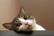 Grrr, el ‘ronroneo’ del gato salva a las personas?... 5 razones por las que los dueños de gatos viven más tiempo