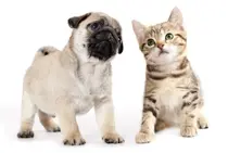 Dog vs Cat, Who is the Winner in Pet Intelligence Showdown?
