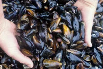 Tín hiệu điện không thể phục hồi dù đã khâu vết thương: 