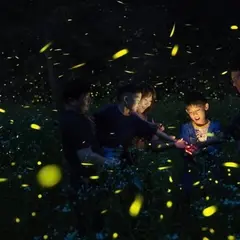 Did Stars Fall into the Forest? Experience Muju’s Enchanting Early-Fall Firefly Festival