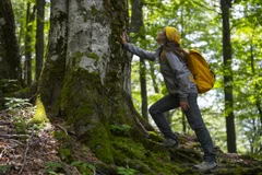 90 Minutes in the Forest: How Nature Reshapes Your Immune Response