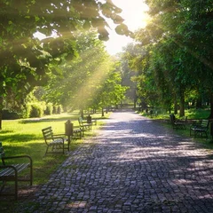 Why Some Parts of Seoul Feel Hotter Than Others: The Cooling Power of Urban Trees