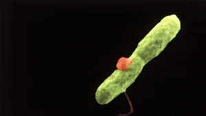 50 Years After Its Discovery, Legionnaires’ Disease Remains a Summer Threat as Cooling Systems Hum