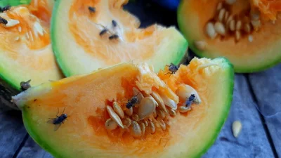 “Jangan buang kulit pisang”… 3 cara tak terduga menjebak lalat buah