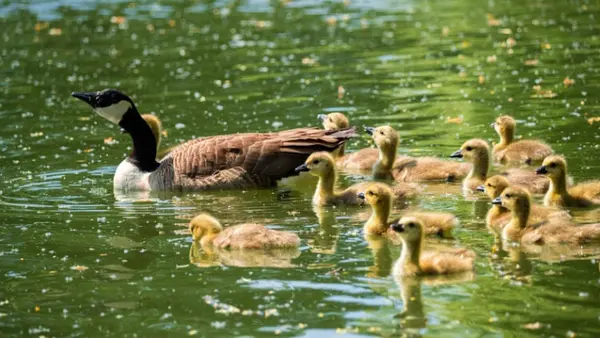 Can Birdwatching Help Fend Off Dementia? New Study Links the Hobby to Enhanced Brain Structure