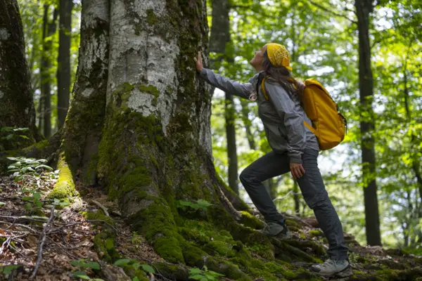 90 Minutes in the Forest: How Nature Reshapes Your Immune Response