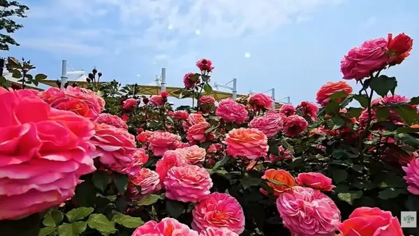 Beyond Cheese: Why Imsil’s Romantic Rose Festival Is This Spring’s Must-Visit Destination
