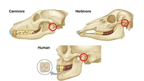What Your Mouth, Jaw and Teeth Say You Should Eat