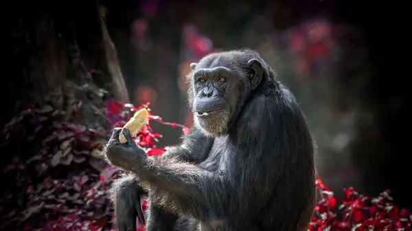 When Humans First Ate Meat: How the Ice Age Reshaped the Evolutionary Menu