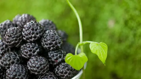Ingin tetap bergizi sambil mengontrol gula darah? Ini buah musim panas dengan kandungan gula lebih rendah