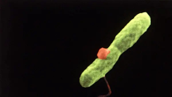 50 Years After Its Discovery, Legionnaires’ Disease Remains a Summer Threat as Cooling Systems Hum