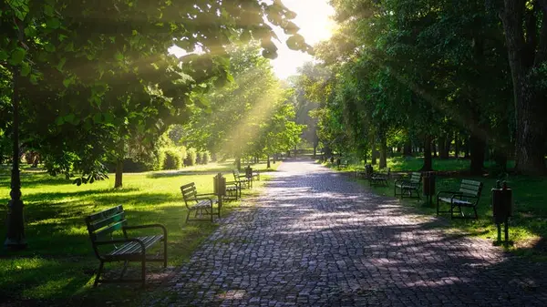 Why Some Parts of Seoul Feel Hotter Than Others: The Cooling Power of Urban Trees