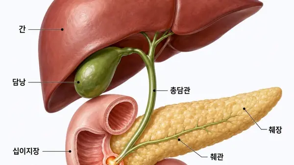Cancer rare de l’ampoule de Vater : une forme « plus agressive » mise au jour