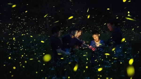 Did Stars Fall into the Forest? Experience Muju’s Enchanting Early-Fall Firefly Festival