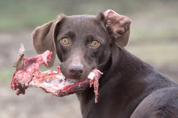 Les chiens de compagnie aussi en faveur du 'régime cétogène' ?... Des changements notables avec une alimentation à base de viande crue