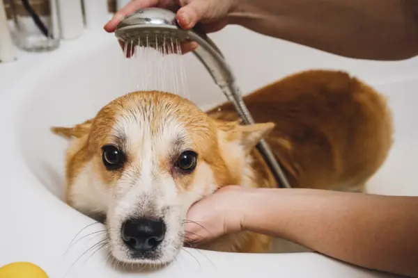 Laver un chien proprement peut entraîner des problèmes de peau : pourquoi le bain est-il plus risqué en hiver ?