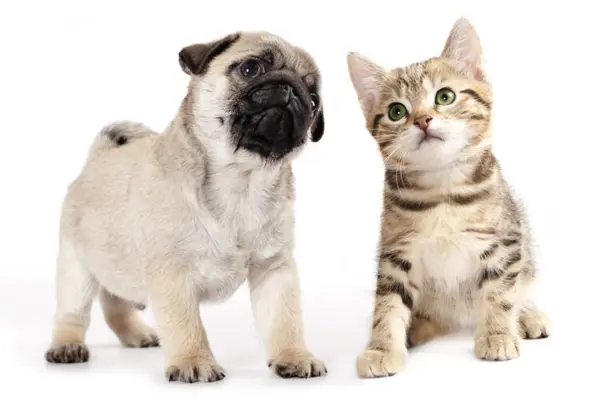 犬 vs 猫、ペットの知能対決の勝者は？