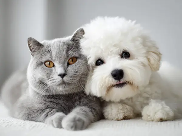 “Apakah anjing dan kucing di rumah kita juga mengalami depresi?”… Tindakan cerdas pemilik hewan peliharaan?