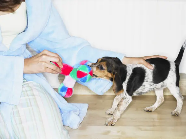 « Le chiot mignon est déjà un chien âgé ? »… Quels jeux pour les articulations et le cerveau à la maison ?