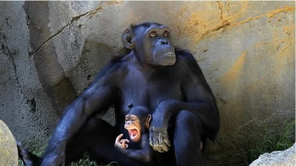 Carl Sagan avait tort, les chimpanzés ne peuvent pas apprendre la langue des signes