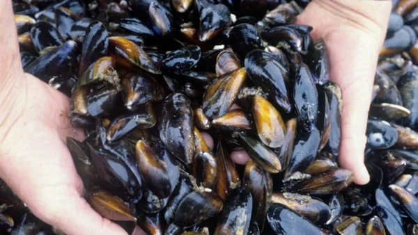 Tín hiệu điện không thể phục hồi dù đã khâu vết thương: 