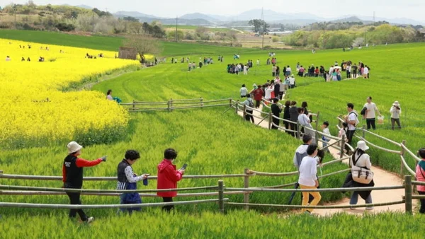 A Sea of Emerald: Why Gochang is This Spring’s Essential Travel Mecca