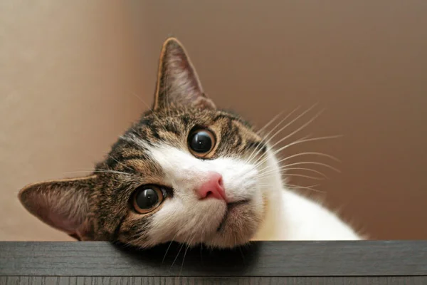 Grrr, el ‘ronroneo’ del gato salva a las personas?... 5 razones por las que los dueños de gatos viven más tiempo