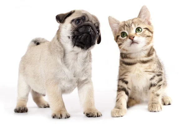 ¿Perro vs Gato, quién es el ganador en la batalla de inteligencia de mascotas?