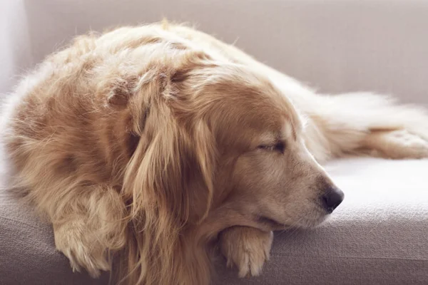 « Est-ce que c'est juste de la paresse ou une maladie ? »... Inertie vs maladie chez les animaux de compagnie, quels sont les signaux d'alerte ?